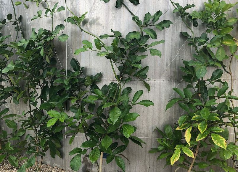 Silo Park Tanks - Green Facade