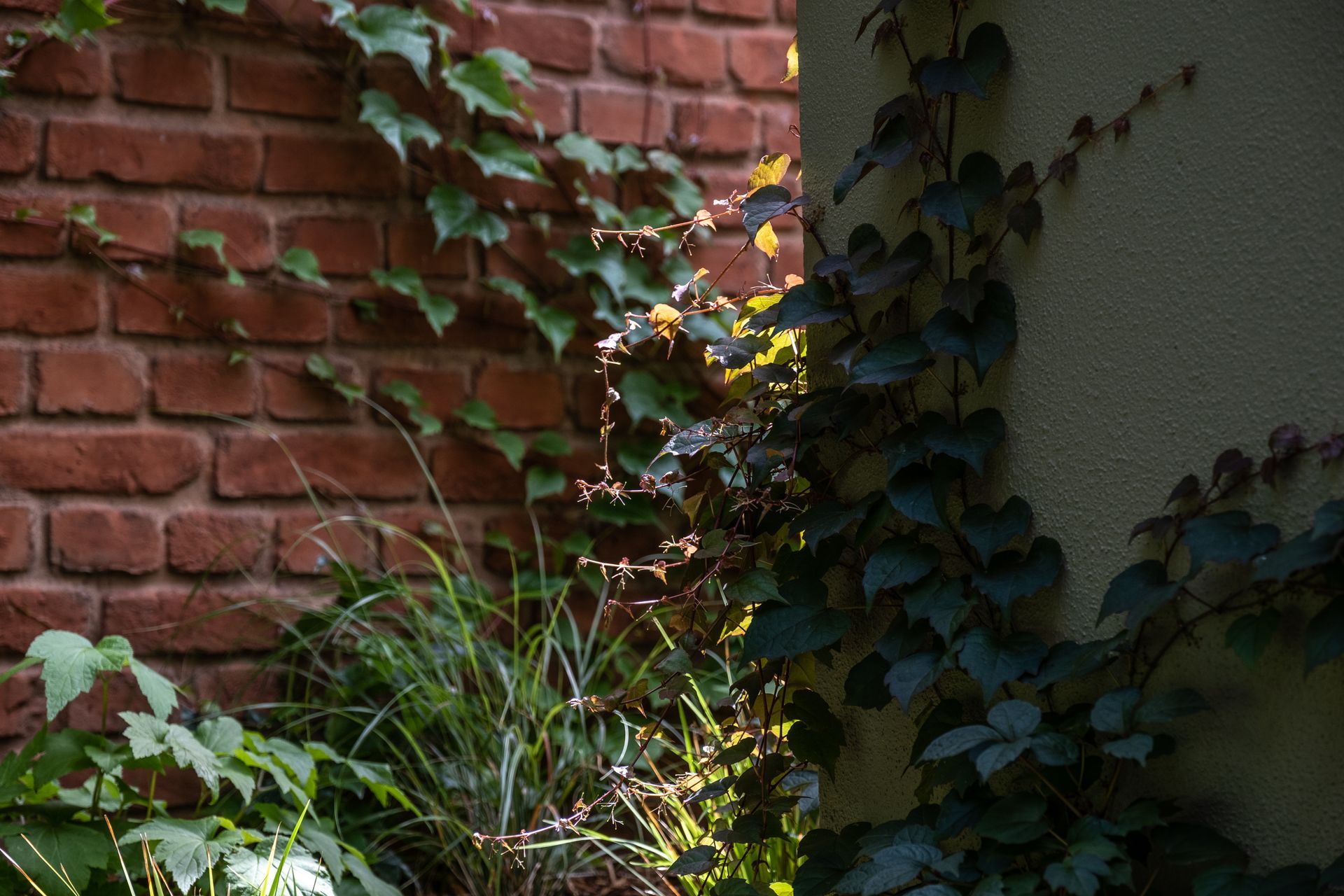 Galbraith's Alehouse - Eden Terrace