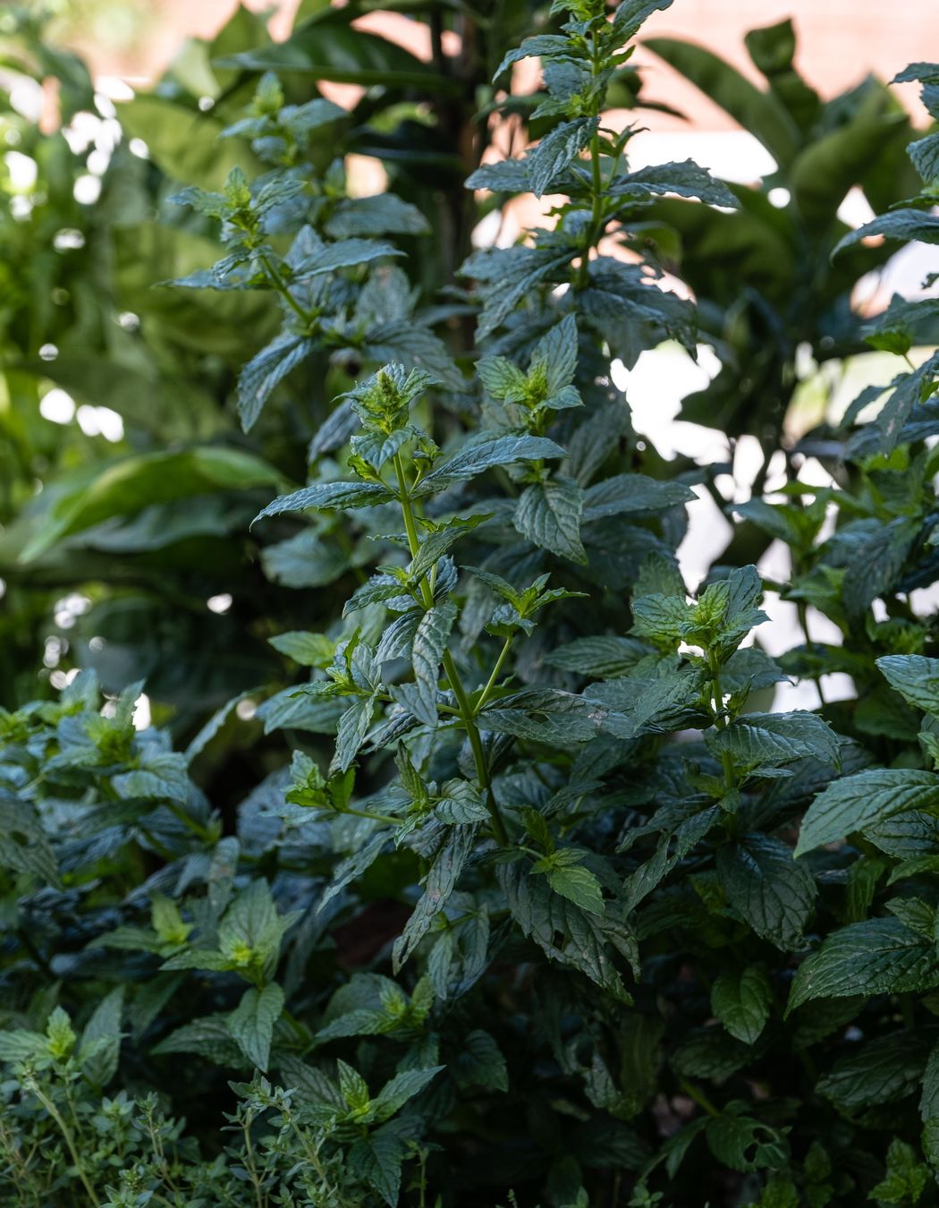 Galbraith's Alehouse - Eden Terrace