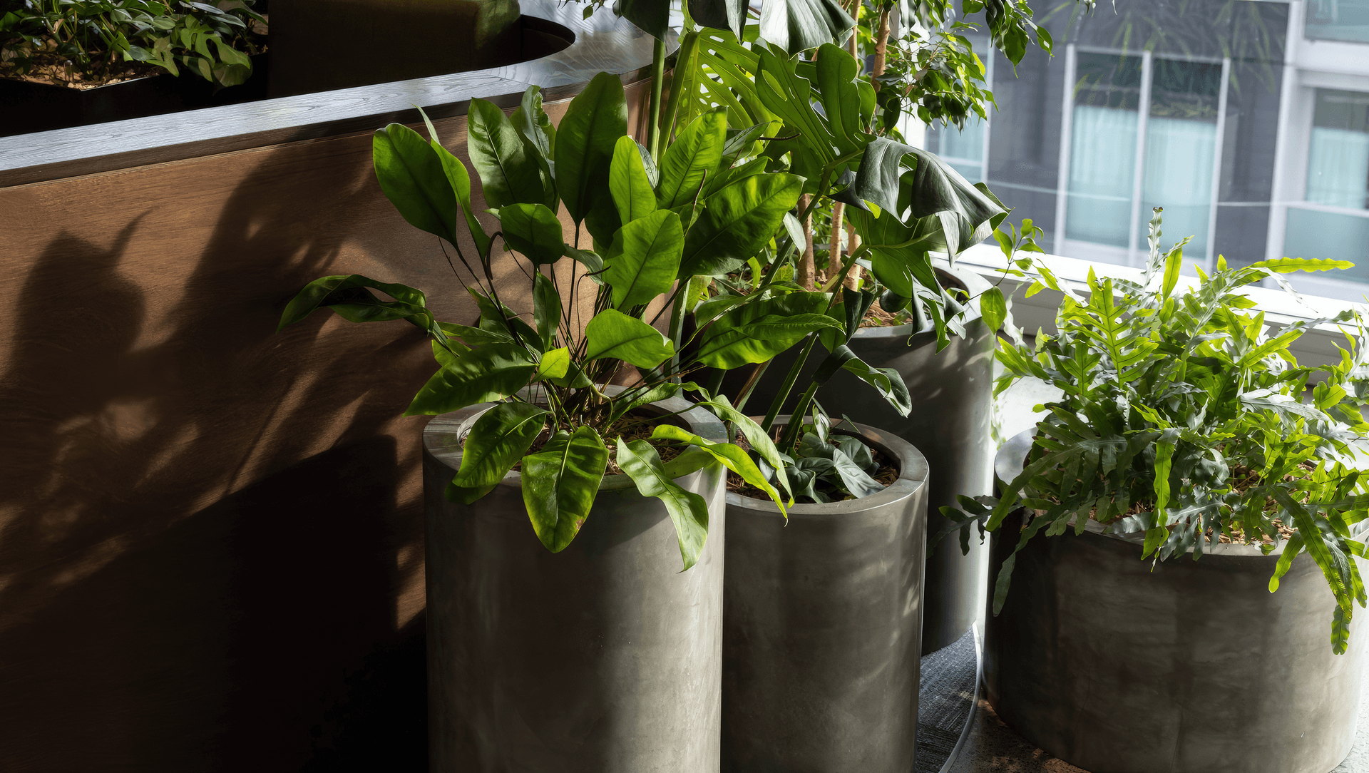 Microsoft Auckland banner