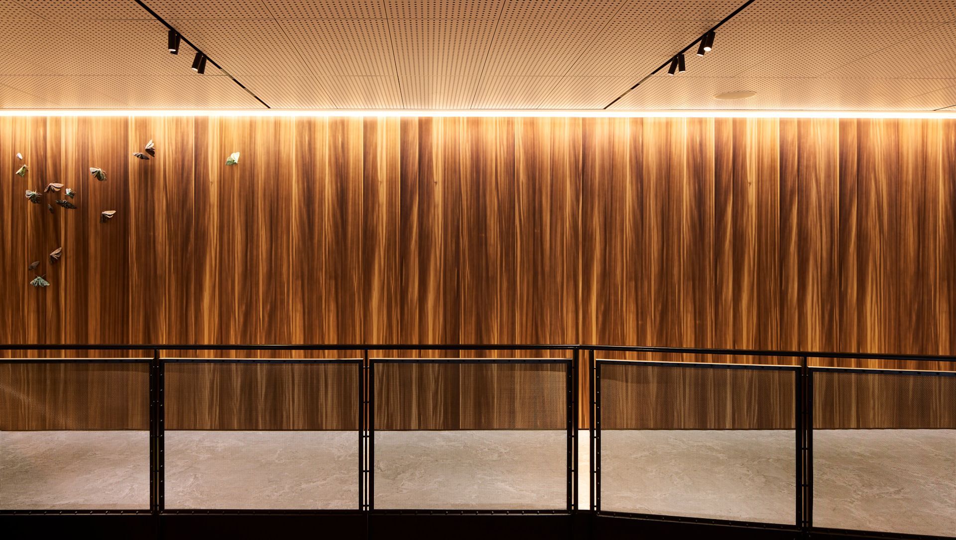 Chapman Tripp - Larch Veneer