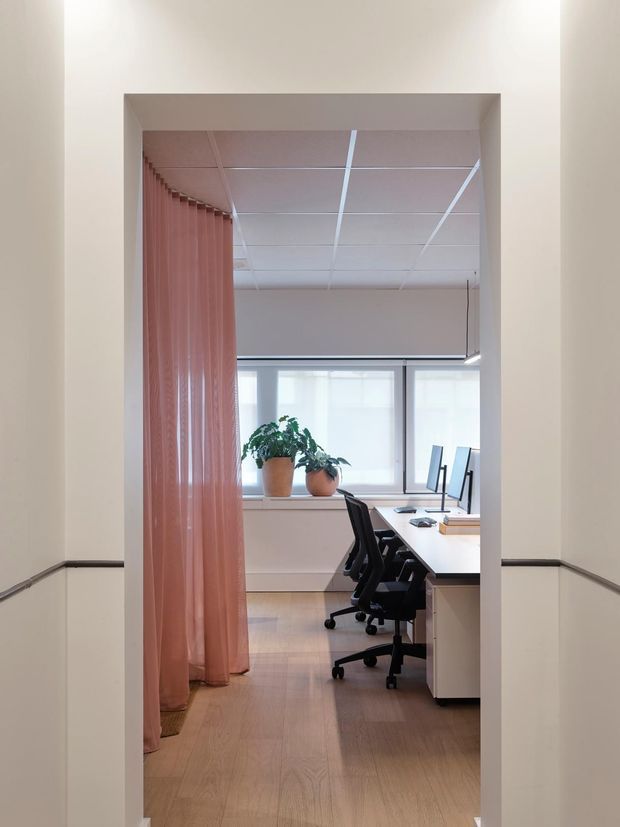 View through a doorway into a bright contemporary office workspace. The room has pale timber flooring, white walls, a suspended white grid ceiling, large windows with roller blinds, a long white workstation with computer monitors, black ergonomic office chairs, and potted plants. A translucent dusty-pink curtain partially screens the left side of the office.