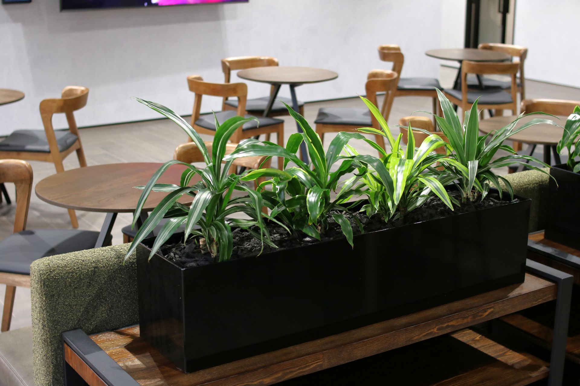 ICT-IDR-mixed-Dracaena-in-black-trough-Dual-0525-2.JPG