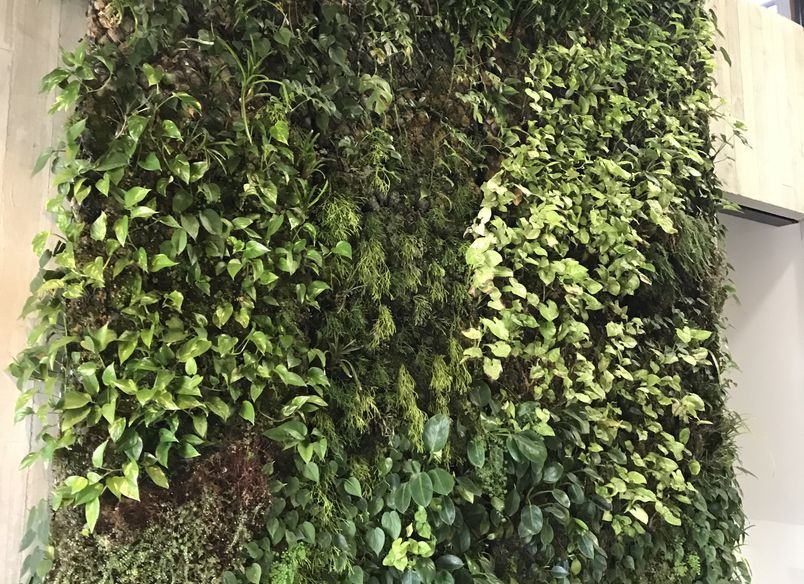 Ceres Organics - Plant Wall Maintenance At Height