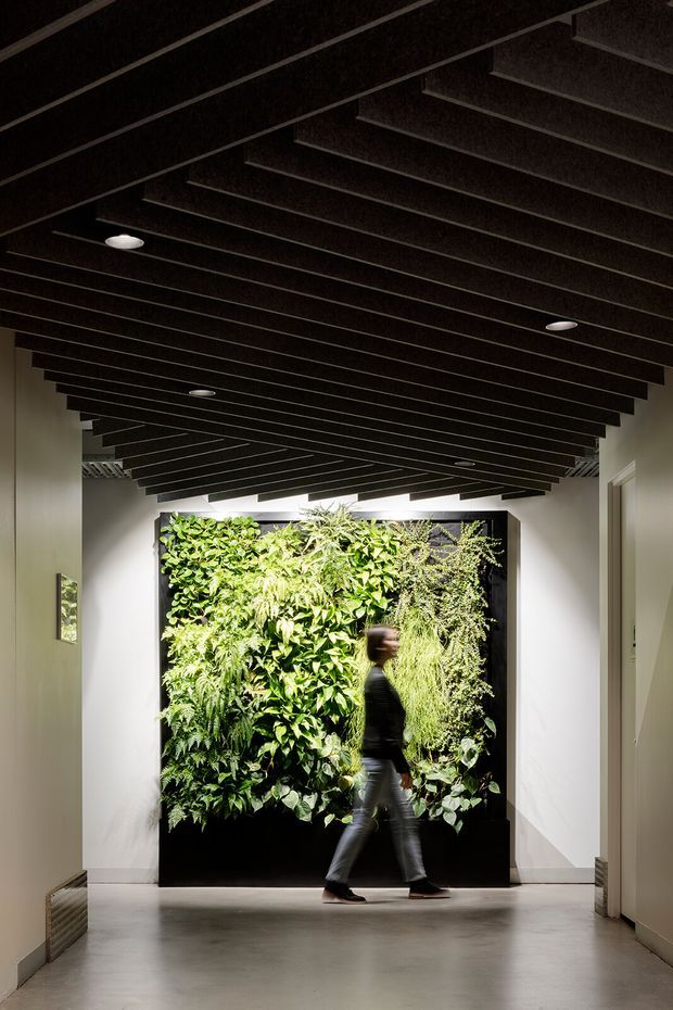 A dimly lit interior corridor with smooth pale walls, a polished grey floor, and a dramatic dark timber slatted ceiling with recessed downlights. At the end of the passage is a large illuminated vertical indoor garden with dense green foliage framed in black. A person walking past provides scale. The space has a refined, contemporary architectural character with strong contrast between the dark ceiling, light walls, and green feature wall.