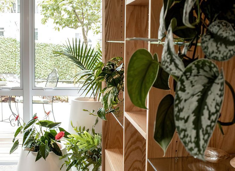 Everil Orr Indoor Plants