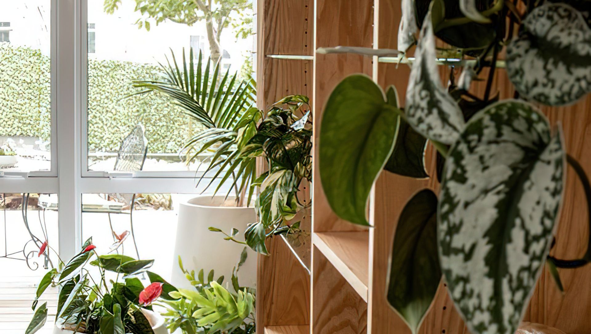 Everil Orr Indoor Plants banner