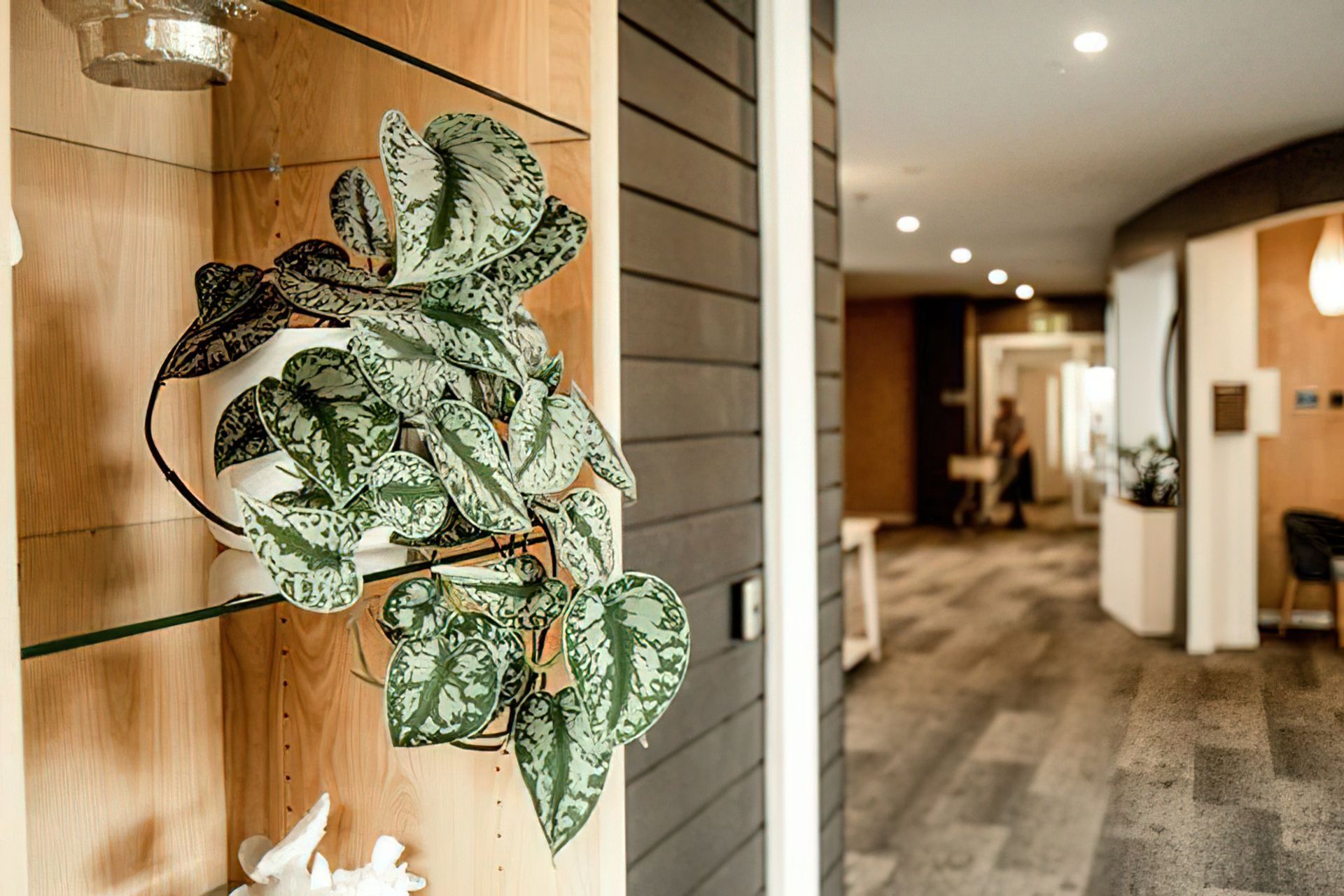 Everil Orr Indoor Plants