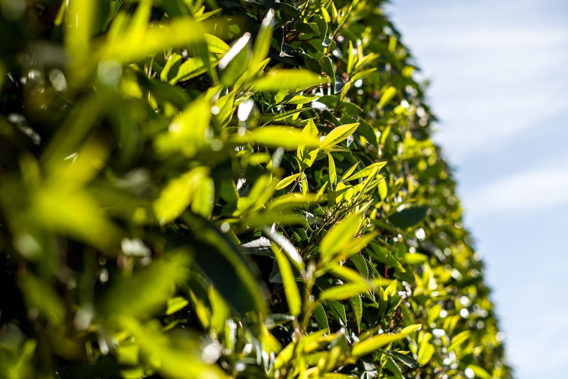 Aikmans Road, Merivale