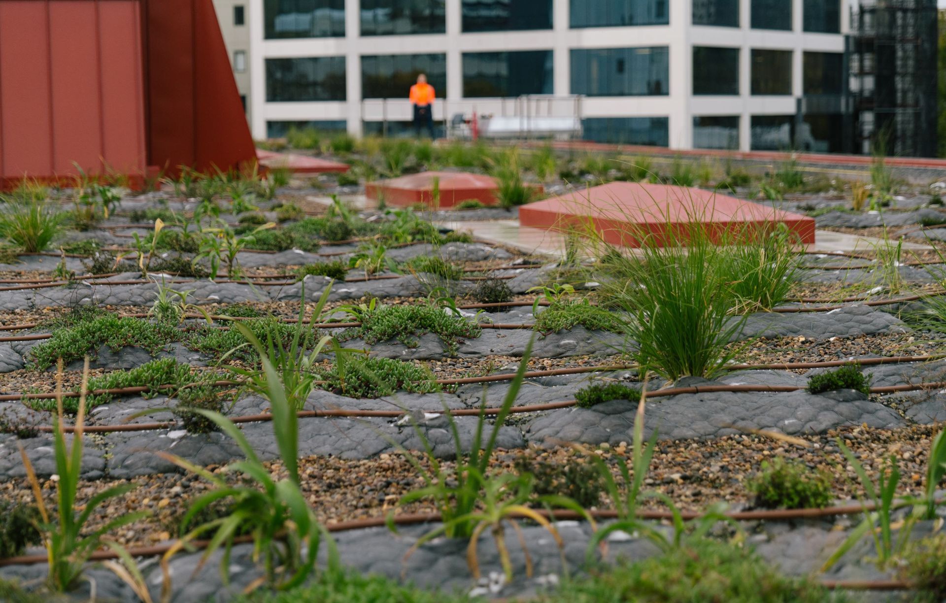 Auckland City Library Green Roof