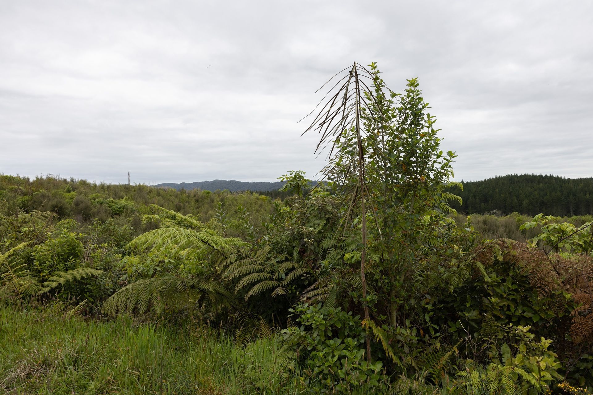 Hunua Reforestation