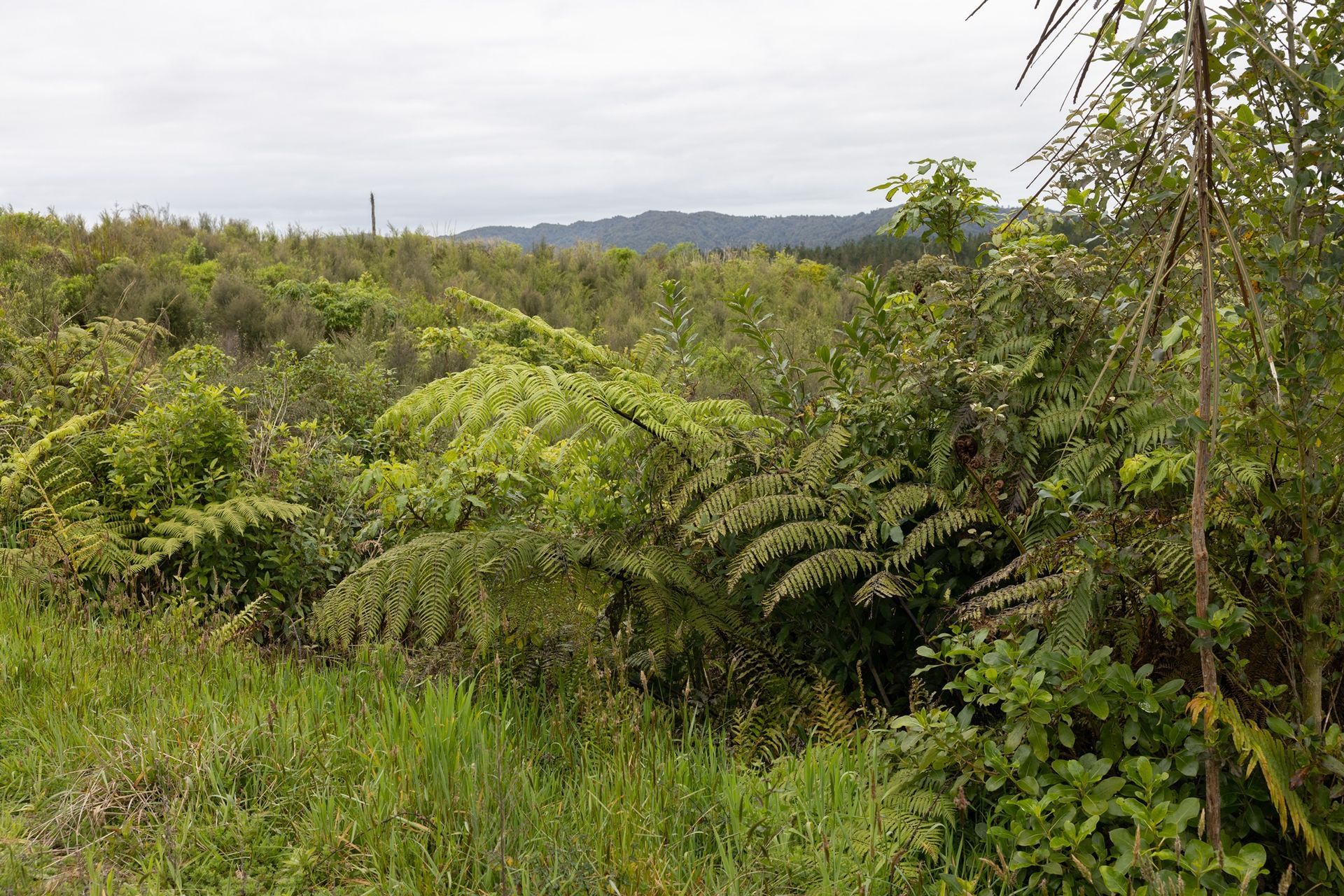 Hunua Reforestation