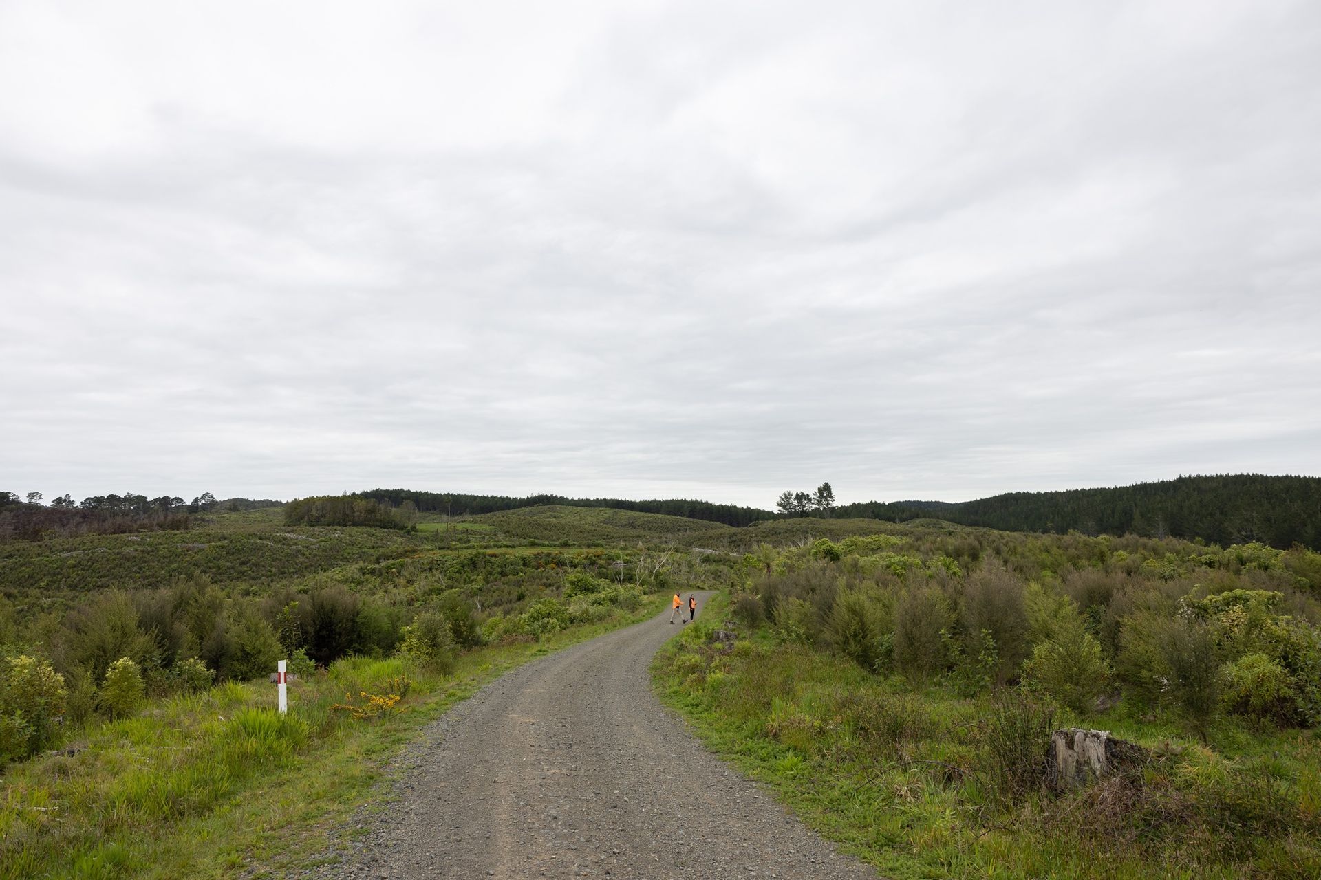 Hunua Reforestation