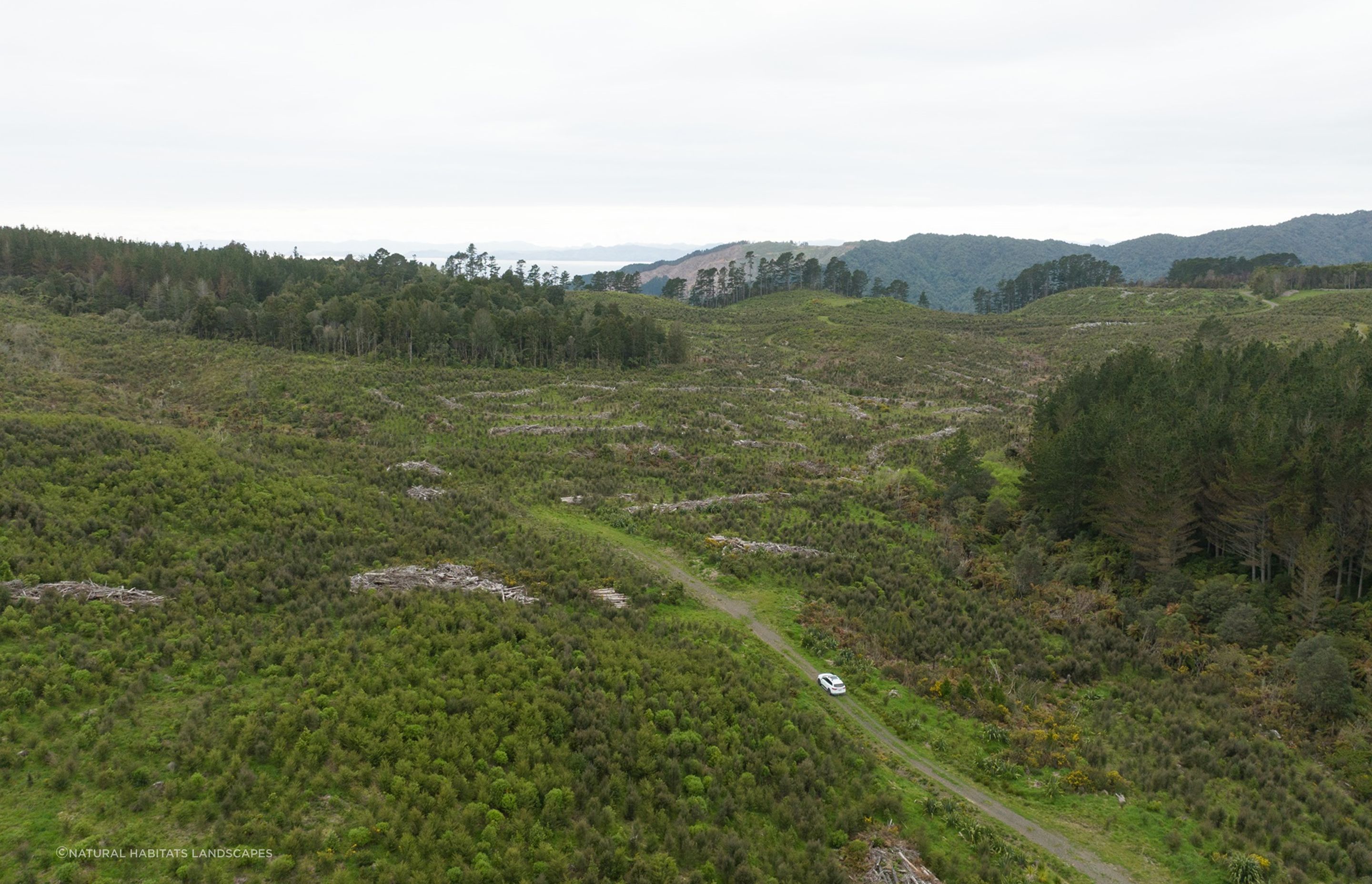 Hunua Reforestation