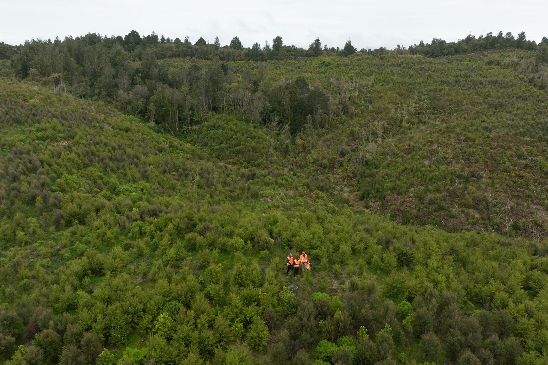 Hunua Reforestation
