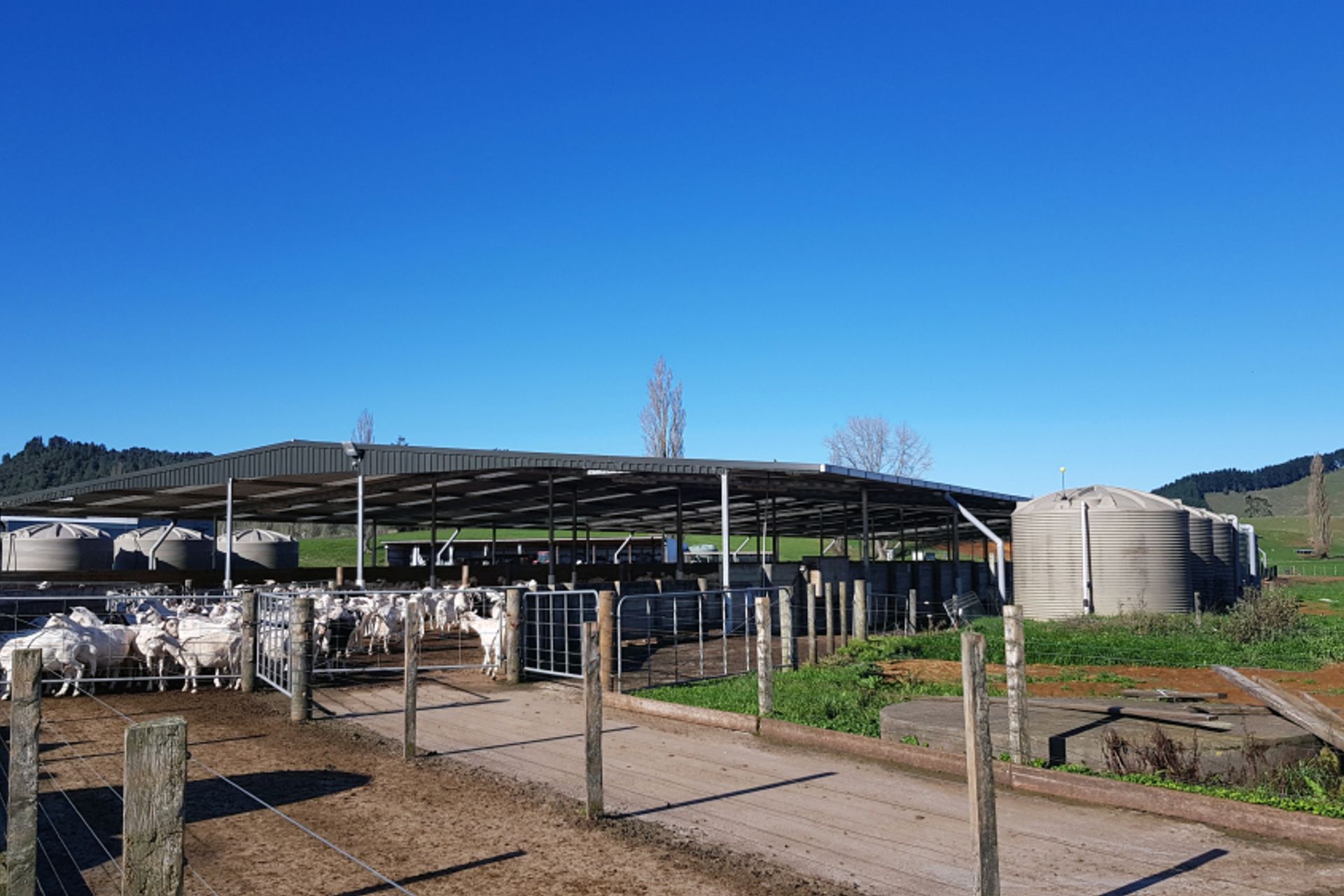 Pukerimu Dairy Goat Farm