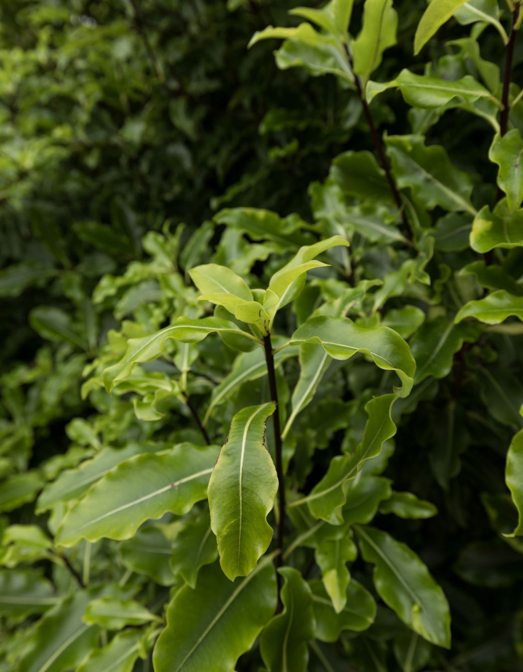 Western Belfast Bypass Planting, Christchurch