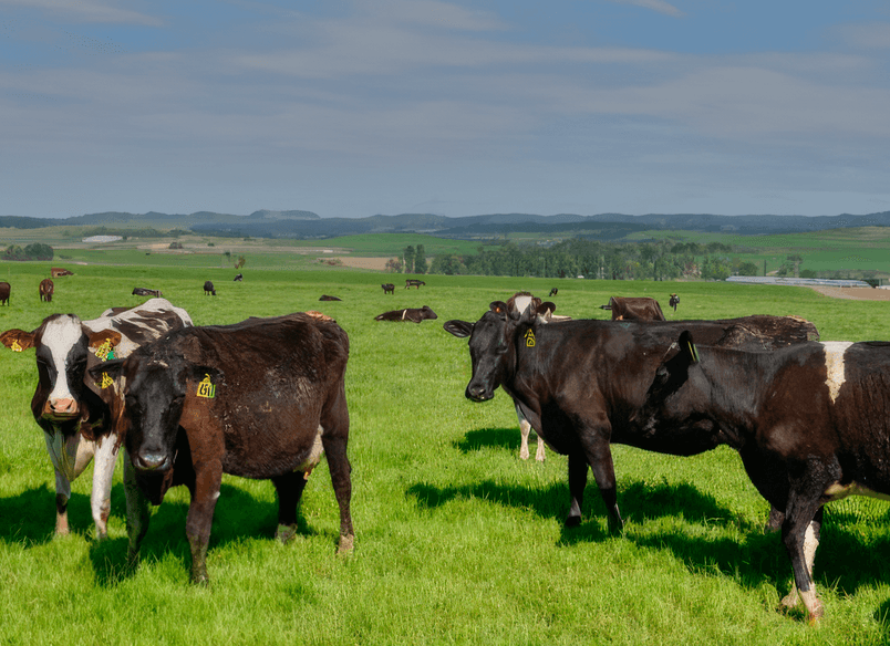 Dairy Farm, Southland New Zealand