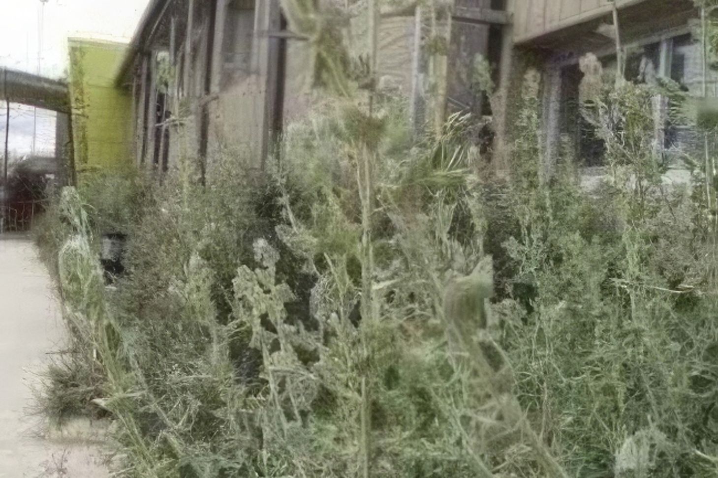 salt-bush-wfarevrksobb-gigapixel-high-fidelity-650w.jpeg
