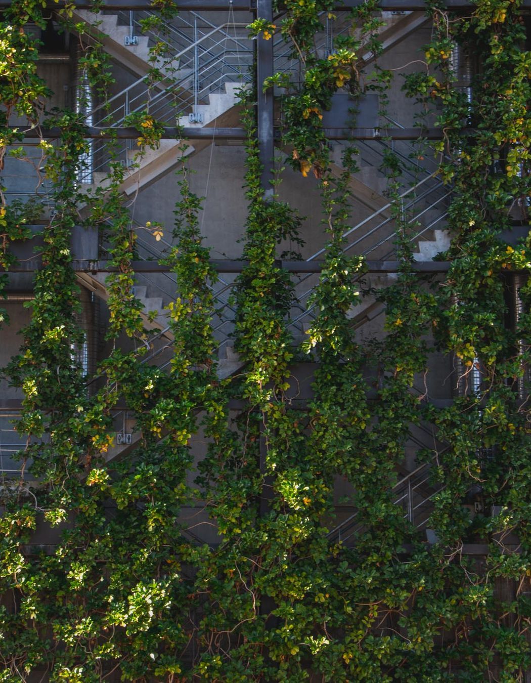 Fonterra foliage growing wires, Auckland Central