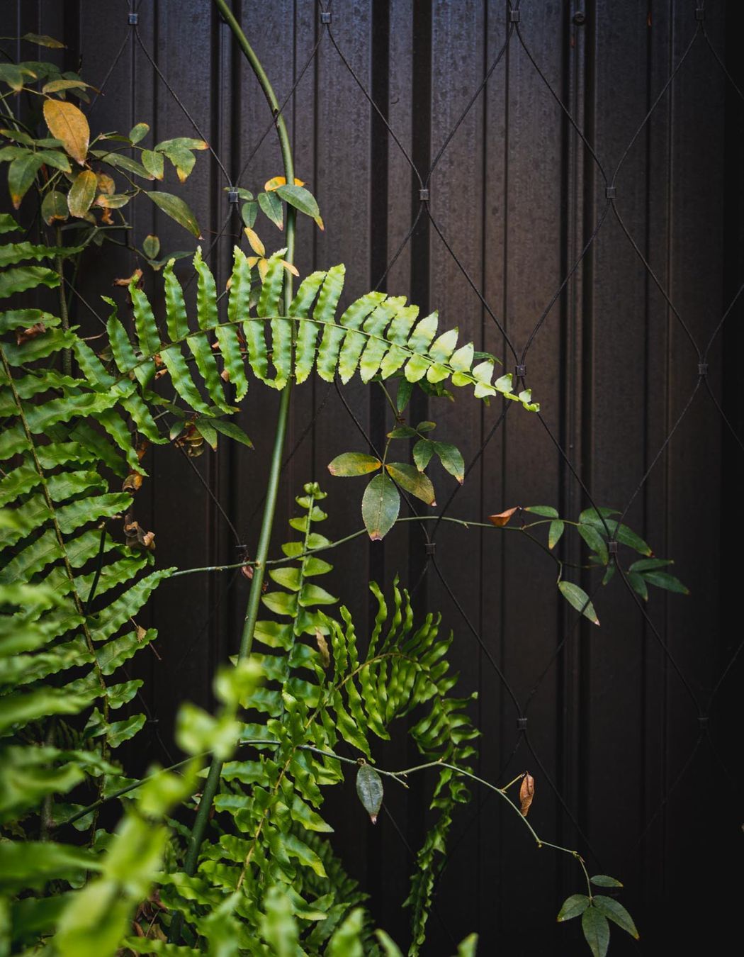 The Glasshouse tensile mesh foliage growing support