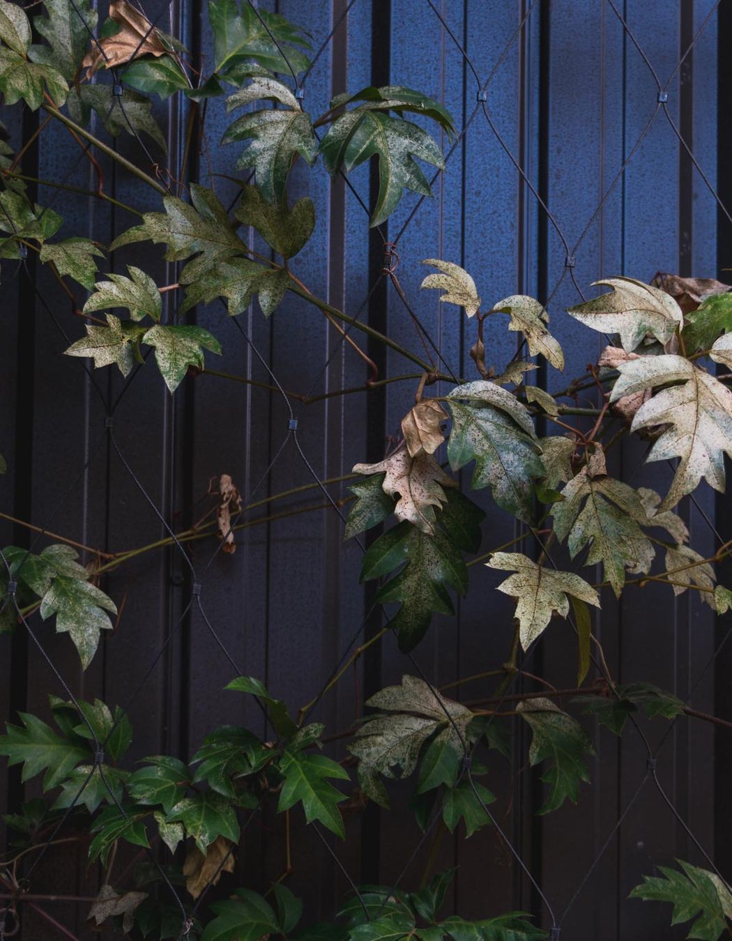 The Glasshouse tensile mesh foliage growing support
