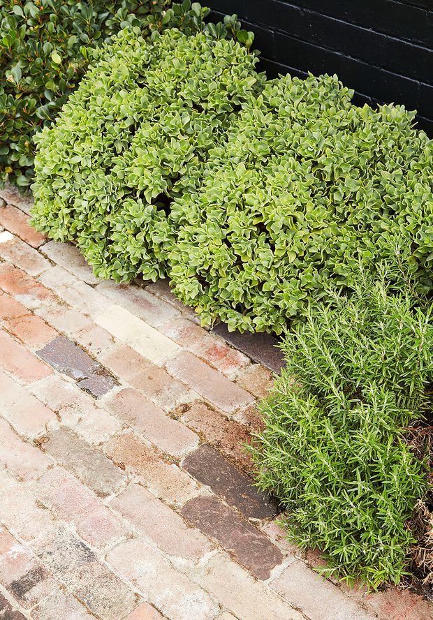 Close-up of a landscaped garden border beside a weathered brick-paved walkway. Dense clipped green shrubs and a rosemary-like evergreen plant contrast with a black-painted brick wall, creating a structured residential outdoor planting edge.