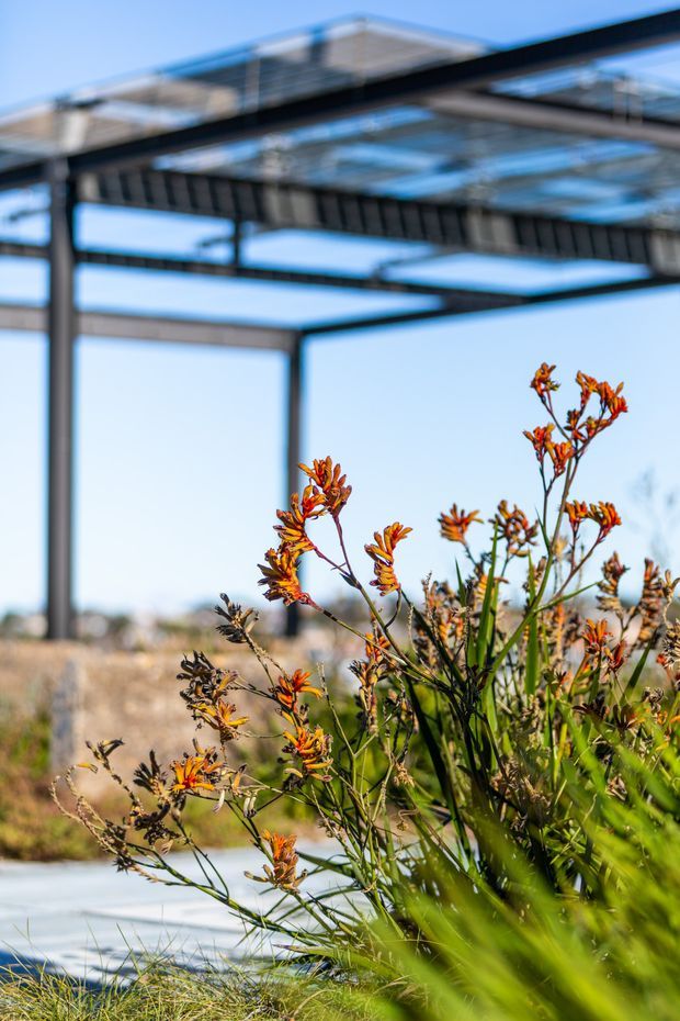 A close-up outdoor architectural view featuring native orange flowering plants in the foreground, with a partially visible dark steel-framed structure and translucent roof canopy behind them. The image has a bright blue sky, natural landscaping, and a contemporary lightweight pavilion or covered outdoor structure.