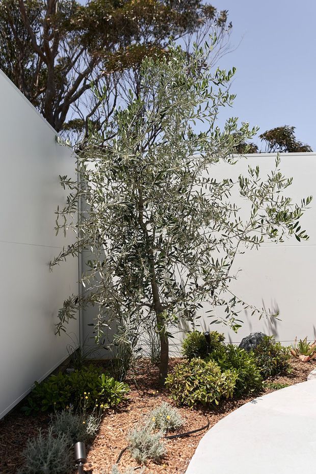 A landscaped courtyard garden beside smooth white architectural walls, featuring a central olive tree, low shrubs, succulents, mulch-covered planting beds, and a curved pale concrete walkway. Bright natural daylight creates crisp shadows and a clean contemporary outdoor setting.