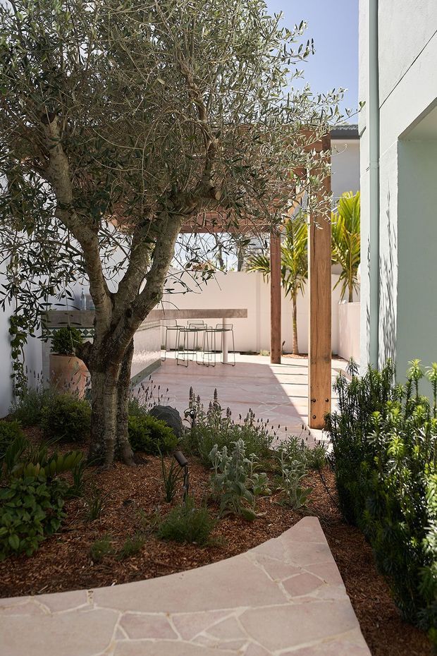 A landscaped courtyard garden beside a white rendered building, featuring a mature olive tree, layered drought-tolerant planting, timber posts, and pale irregular stone paving leading to a small outdoor dining area. The enclosed space is bright and private, with a relaxed Mediterranean feel.