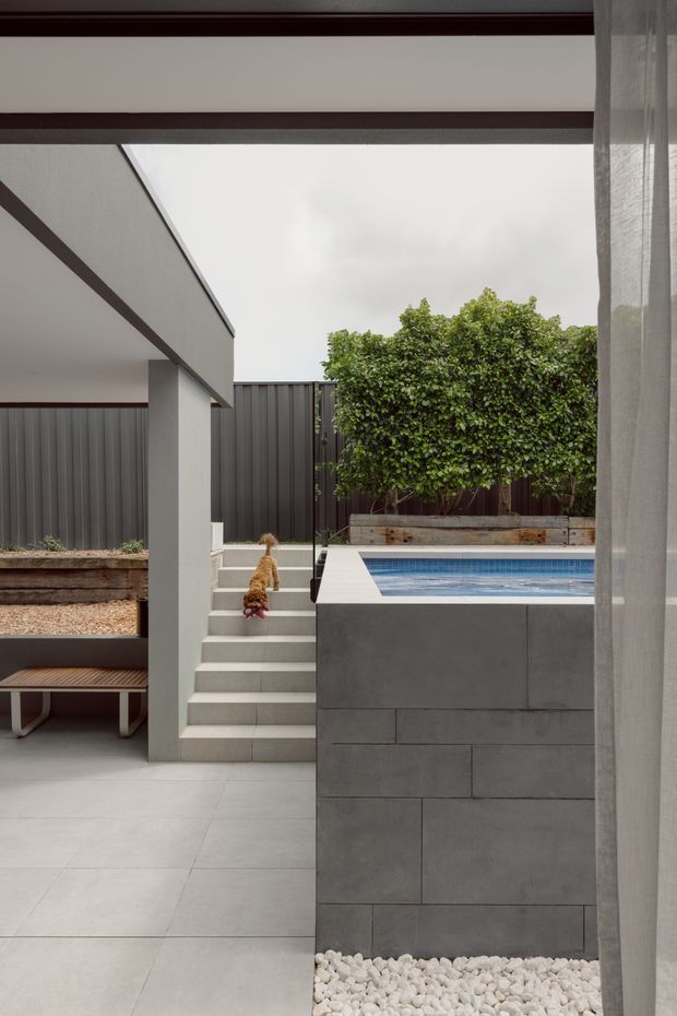 A contemporary courtyard viewed from beneath a covered outdoor structure, with a raised rectangular plunge pool clad in large grey slabs, pale tiled paving, concrete steps, dark vertical metal fencing, clipped greenery in timber planters, and a sheer curtain at the right edge. A small dog is on the steps. The composition emphasizes the compact, private outdoor setting and clean geometric forms.