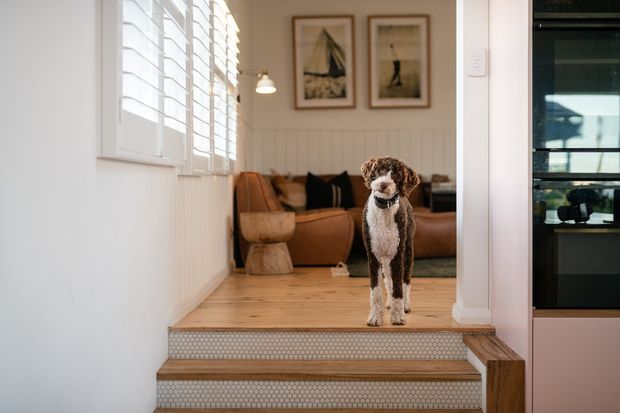 A warm residential interior view looking up tiled steps into a living room. A small dog stands on the timber landing, with a tan sofa, framed artwork, black cushions, white plantation shutters, and vertical wall panelling visible beyond. A built-in dark oven and cabinetry appear at the right edge.