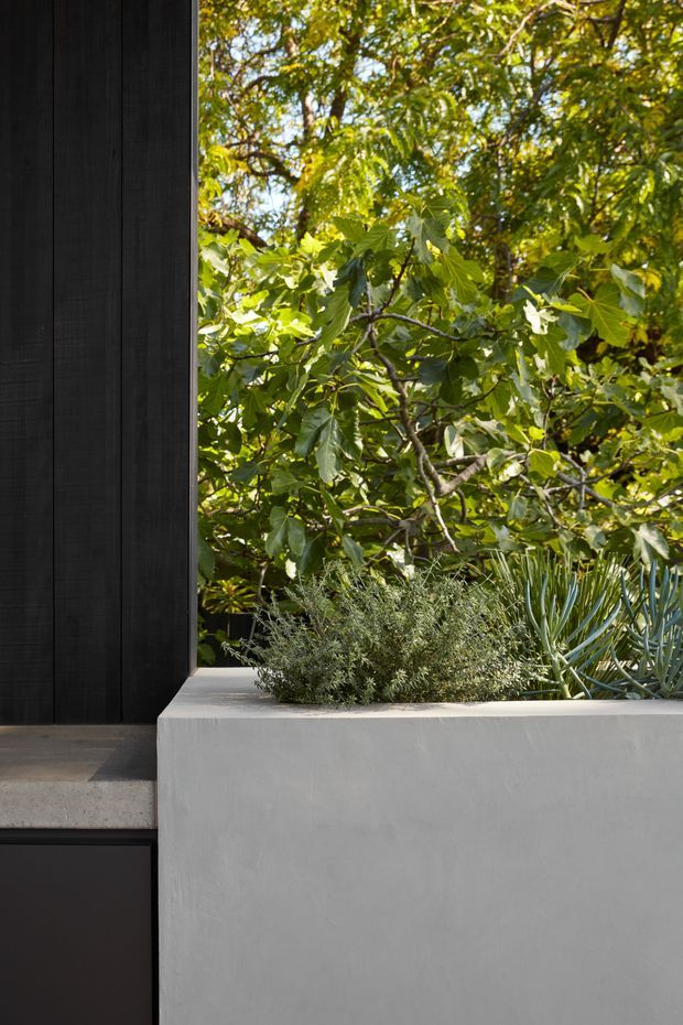 A close-up architectural exterior detail showing a dark vertical timber-clad wall beside a large white rendered planter or raised garden bed. Dense leafy planting and sculptural drought-tolerant foliage fill the opening above the planter, creating a strong contrast between black cladding, pale rendered masonry, and lush greenery.