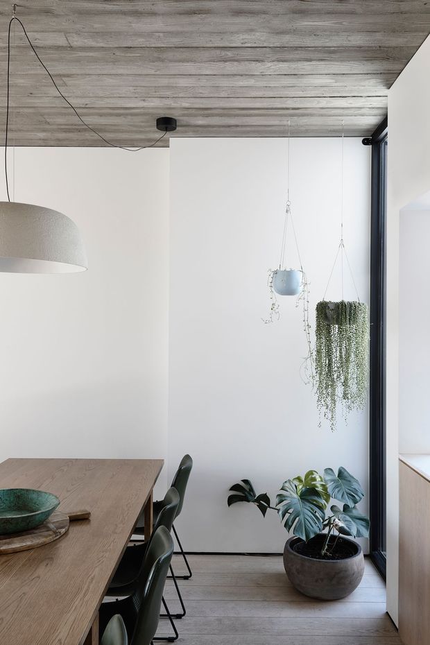 A bright, minimalist dining area with a long light timber dining table and dark green chairs. White walls are paired with a grey-washed timber ceiling and matching pale timber flooring. Hanging pendant lights and suspended trailing plants add visual interest, while a large potted monstera sits beside a dark-framed glazed opening and light timber cabinetry.