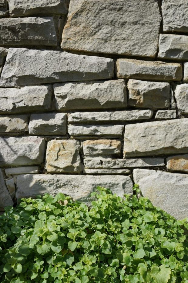 Close-up view of a rough, irregularly coursed natural stone masonry wall with pale grey and warm beige stones, dark mortar joints, and dense green groundcover planting along the base. The image focuses on the textured exterior wall and landscape planting.