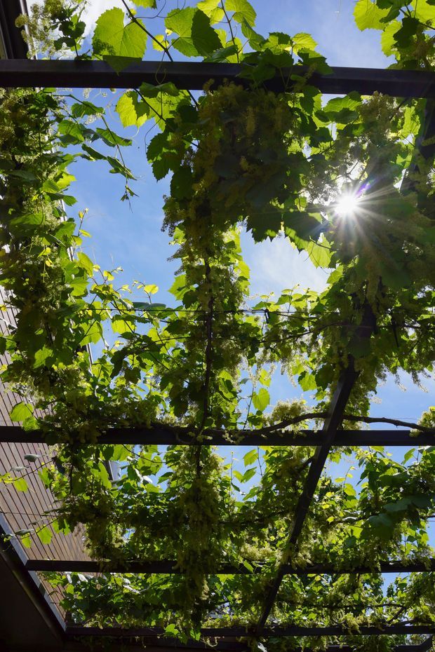 Upward-looking view beneath a pergola or trellis densely covered with grapevines and green leaves. Dark structural beams form a grid overhead, with bright blue sky and sunlight filtering through the foliage. A portion of a building roof or wall is visible along the left edge.