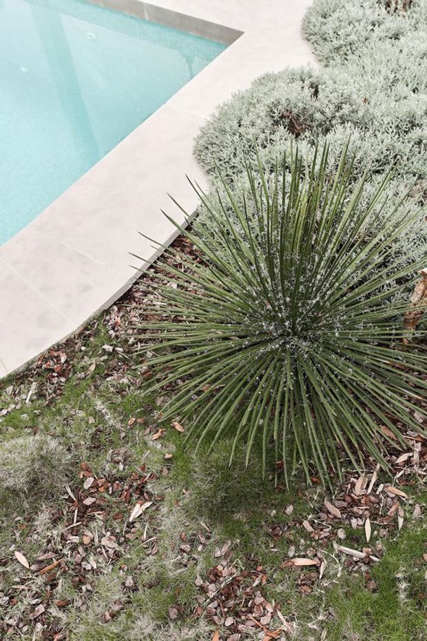 Close-up view of a landscaped garden beside a swimming pool. A geometric pale paved pool surround meets planted beds containing spiky architectural foliage and low silvery shrubs, with grass and leaf litter in the foreground. The image has a natural, muted outdoor landscape character.