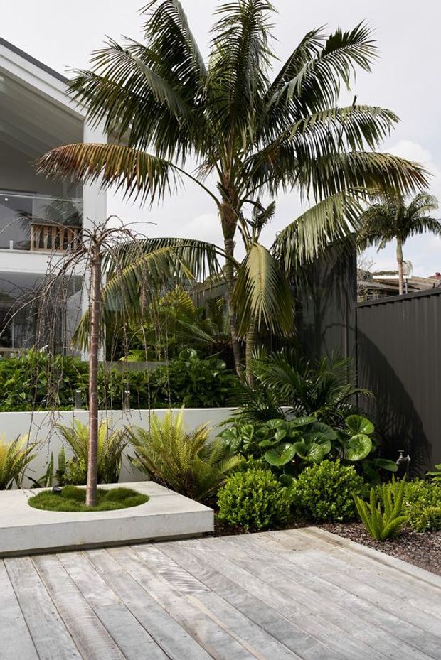 A landscaped residential courtyard or patio with a prominent palm tree planted in a raised white masonry bed, surrounded by tropical foliage and clipped shrubs. Pale timber-look decking or paving occupies the foreground, with a dark vertical boundary fence and glimpses of a contemporary multi-storey home in the background.