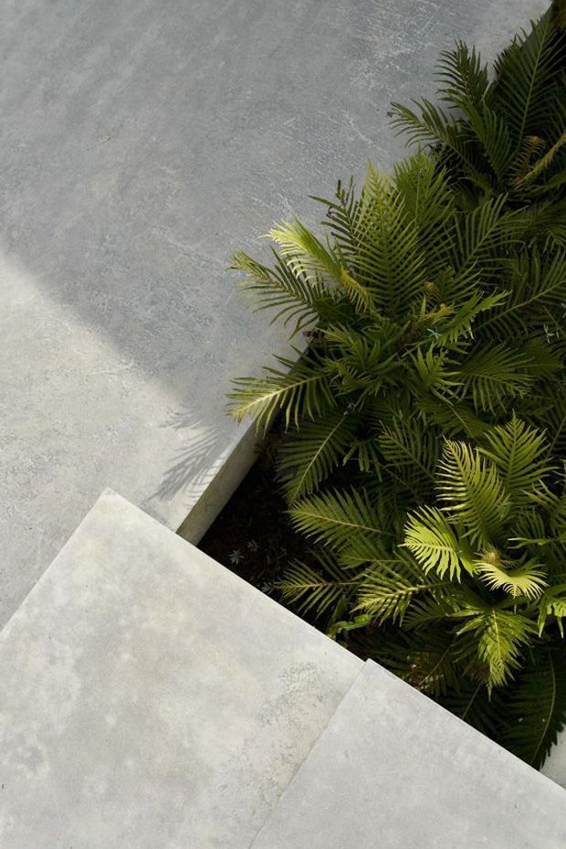 Close-up architectural detail showing pale grey concrete or cement-finished surfaces forming a corner or ledge around a planted garden bed. Dense green palm-like foliage fills the recess, with strong sunlight casting leaf shadows across the hard surfaces. The composition emphasises the contrast between minimalist built geometry and lush planting.