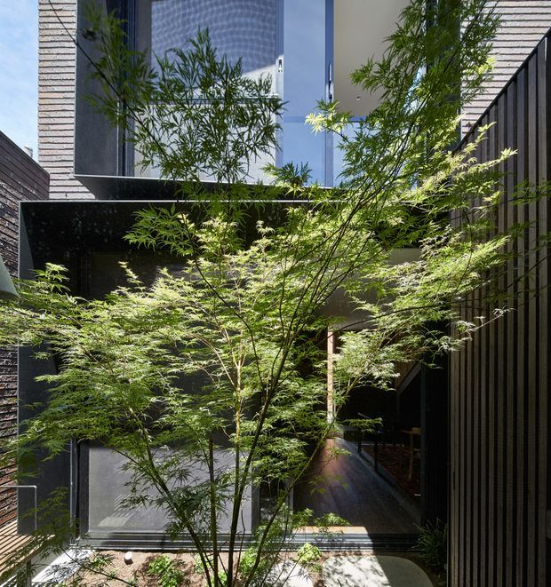 A narrow landscaped courtyard or entry approach framed by a contemporary multi-level residence. Delicate Japanese maple-like trees fill the foreground, with dark timber or metal vertical screening, charcoal masonry, large glazed openings, and a recessed covered entrance visible behind the planting. The composition is shaded and intimate, with strong contrast between sunlit foliage and dark architectural surfaces.