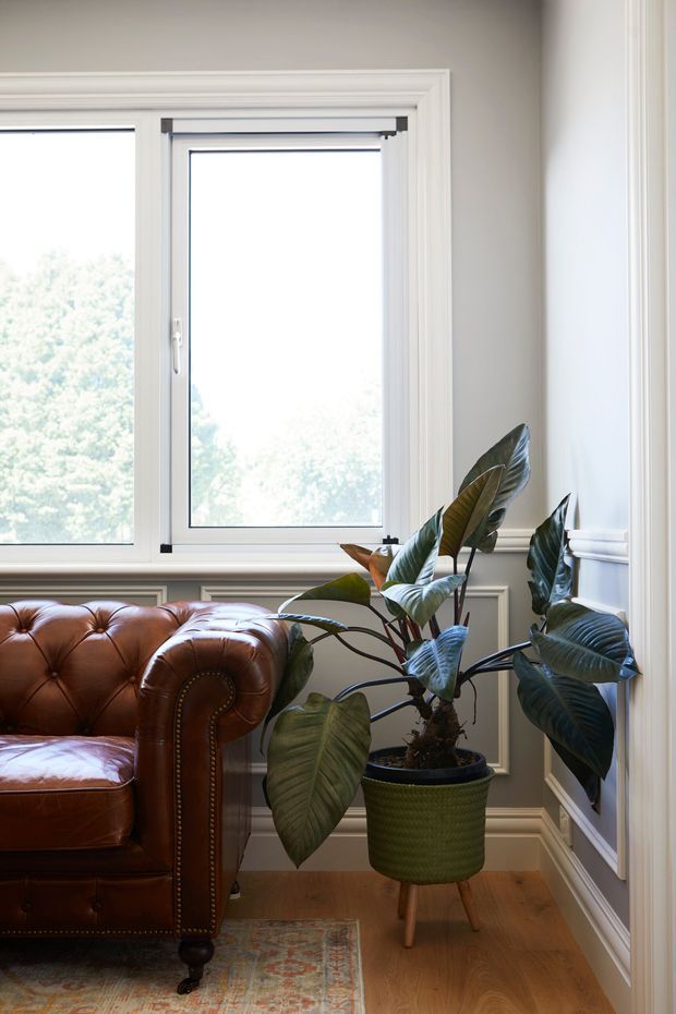 A bright, refined sitting area with a tufted brown leather Chesterfield armchair, a large leafy indoor plant in a raised green planter, timber flooring, a patterned rug, tall windows, and detailed white wall panelling and trim.