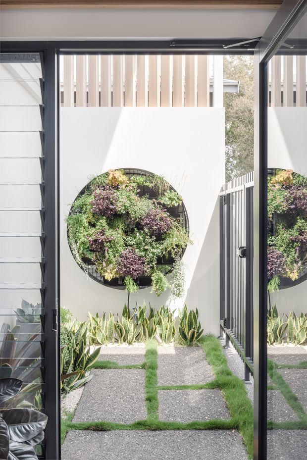 A bright, compact courtyard garden viewed through full-height black-framed glazing. The space features large square gravel pavers separated by strips of grass, a white rendered wall with a circular vertical garden, rows of architectural plants, and a slatted privacy screen above. The glazing reflects the courtyard and reveals a small portion of an interior seating area.