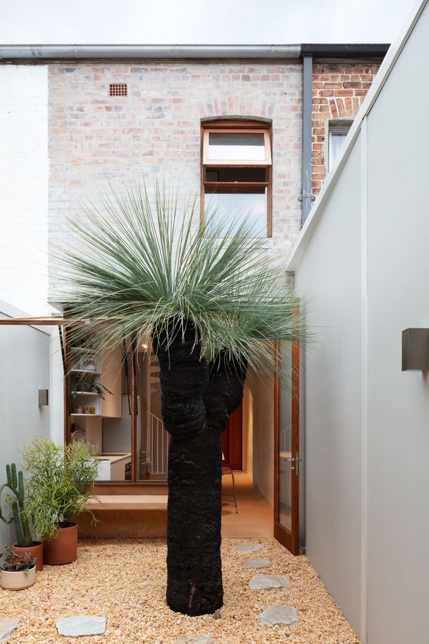 A narrow, intimate courtyard between a pale contemporary wall and a restored exposed-brick building. The space features a central sculptural grass tree in a gravel garden with irregular stepping stones, potted plants, timber-framed glazing and doors, and a warm-toned interior visible beyond. A simple metal roof gutter and brick ventilation detail reinforce the mix of old and new architecture.