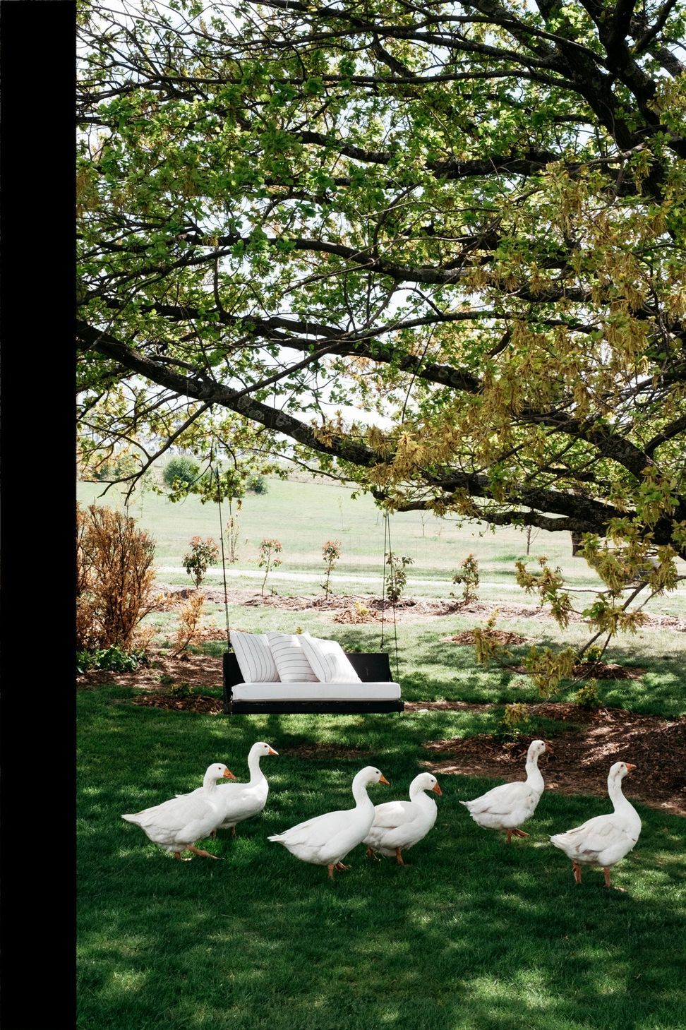 Rosedale Farm Stay locals enjoying the luscious grounds