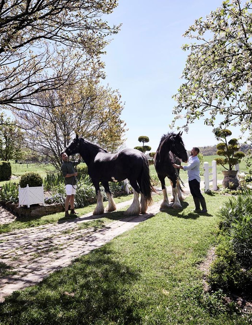 Beautiful resident shire horses, Ebony and Brave