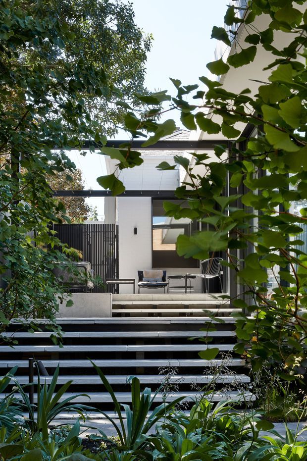 A contemporary residential courtyard or garden approach viewed through dense planting. Broad dark timber or composite steps lead up to a raised patio with minimalist outdoor seating. The house has a crisp white facade, dark vertical privacy screening, large glazing, and a low-pitched roof, creating a layered indoor-outdoor connection surrounded by lush greenery.