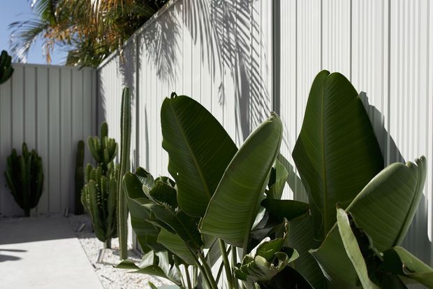 A bright outdoor courtyard or side passage framed by pale vertical metal cladding and fencing, with a gravel planting bed filled with large tropical banana leaves and columnar cacti. Strong palm-leaf shadows create a patterned effect across the wall and paved ground.