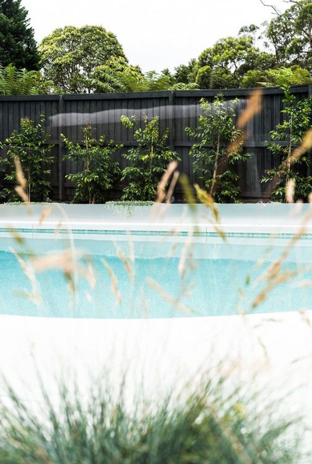 A bright outdoor swimming pool viewed through softly blurred ornamental grasses. The pool has pale blue water and a light-colored surrounding edge, with a dark vertical timber privacy fence and lush greenery beyond.