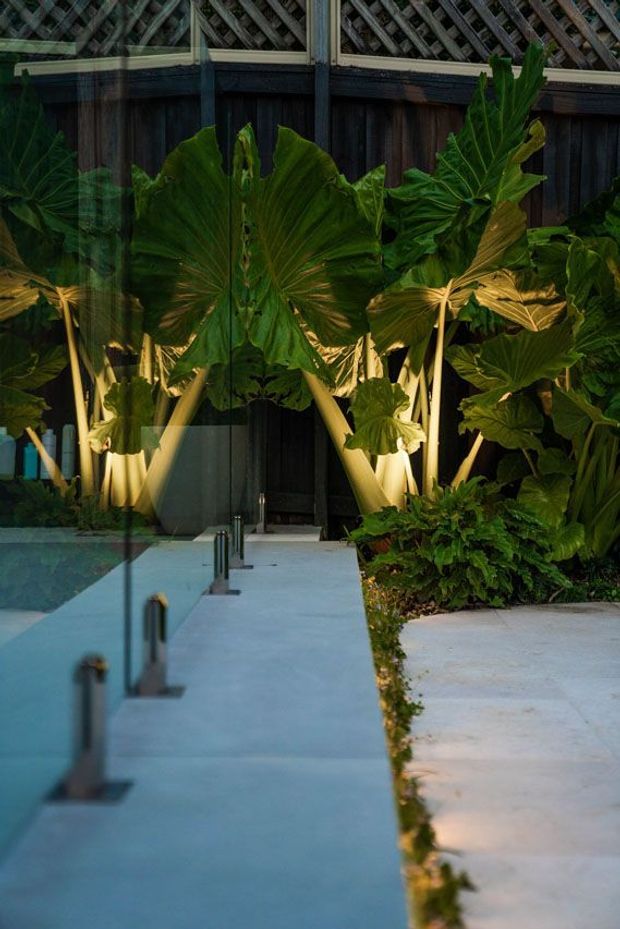 A moody outdoor poolside scene with a narrow pale concrete path beside a blue-tinted swimming pool, separated by clear glass safety panels with dark metal fittings. Dense tropical foliage is dramatically uplighted against a dark timber privacy wall topped with a woven lattice screen.