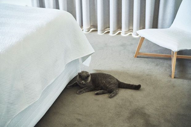A softly lit bedroom corner with a bed covered in a white textured cover, pale grey carpet, floor-length grey curtains, and a minimalist white lounge chair with light timber legs. A cat is lying on the floor beside the bed.